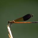 Image of Euphaea yayeyamana