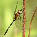 Image of Dorocordulia libera