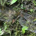 Image of Heliaeschna filostyla