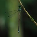 Image of Megalestes distans