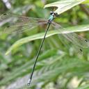 Image of Megalestes major