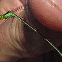 Image of Pinheyagrion