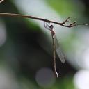 Image of Synlestes tropicus