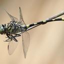 Image of Gomphidae
