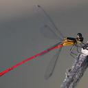 Image of Heteragrion erythrogastrum