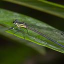 Image of Calicnemia uenoi