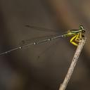 Image of Copera marginipes