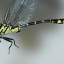 Image of Stylurus annulatus