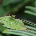 Image of Pseudagrion dispar
