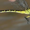 Image of Stylurus occultus
