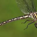 Image of Stylurus spiniceps