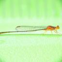 Image of Enallagma pollutum