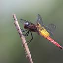 Image of Camacinia harterti