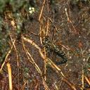 Image of Cephalaeschna asahinai