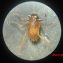Image of Navicordulia