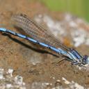 Image of Argia paludicola
