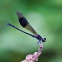 Image of Euphaea decorata