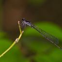 Image of Enallagma weewa