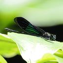 Image of Euphaea basalis