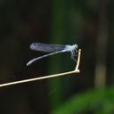 Image of Bayadera serrata