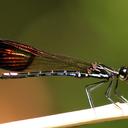 Image of Rhinocypha cucullata