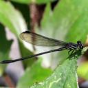 Image of Miocora lugubris