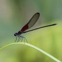 Image of Hetaerina moribunda