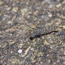 Image of Crocothemis saxicolor