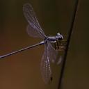 Image of Archiargiolestes pusillus
