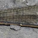 Image of Oreiallagma