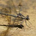 Image of Austroargiolestes icteromelas