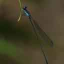 Image of Nesobasis caerulecaudata