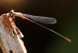 None