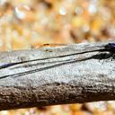 Image of Elattoneura centralis