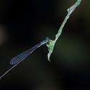Image of Forcepsioneura regua