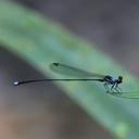 Image of Elattoneura josemorai
