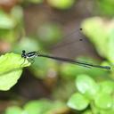 Image of Allocnemis pauli