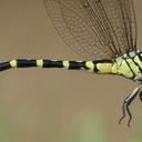Image of Nychogomphus