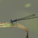 Image of Elattoneura nigerrima