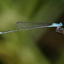 Image of Enallagma daeckii