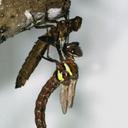 Image of Tetracanthagyna