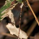 Image of Perissolestes remotus