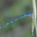 Image of Enallagma basidens