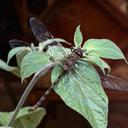 Image of Rhionaeschna obscura