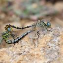 Image of Onychogomphus