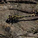 Image of Neogomphus