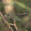 Image of Neallogaster