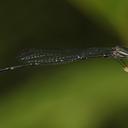 Image of Elattoneura tetrica