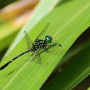 Image of Huonia rheophila