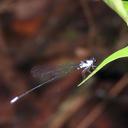 Image of Elattoneura incerta